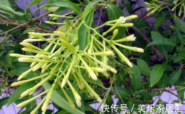 花草|6种花，早该进封闭阳台养殖“黑名单”，不要再当宝，该弃就弃了