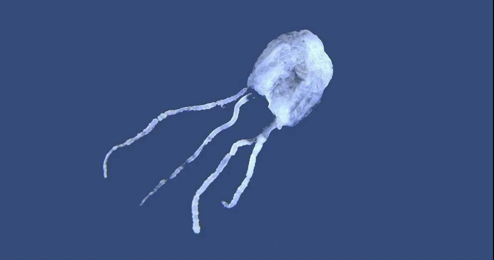 知识|24个冷知识：生物老师看完直呼不可思议，但却真实存在的有趣知识