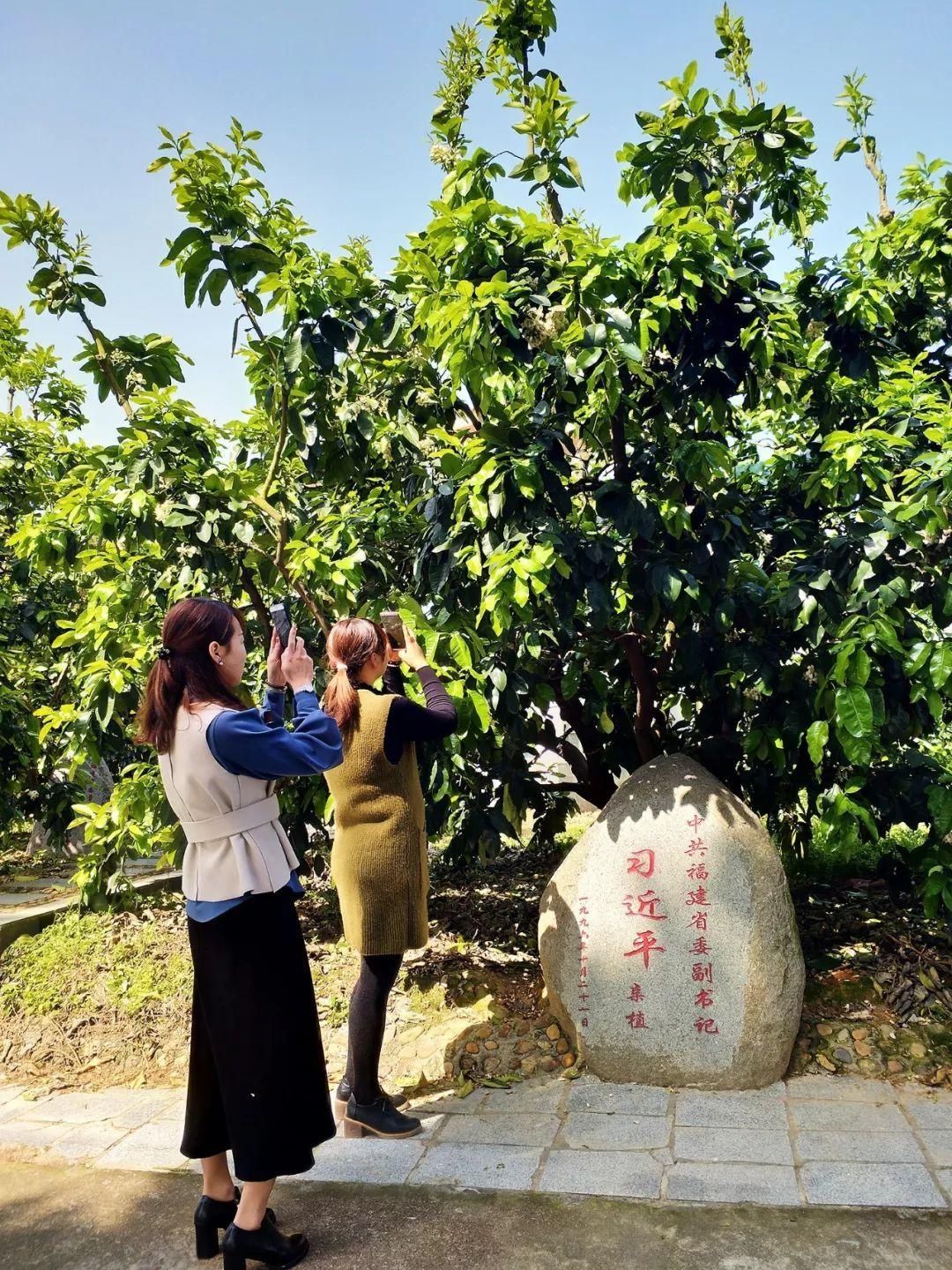 穿过春分到清明 来平和邂逅一场柚子花的浪漫！