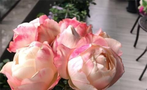 月季|养月季,用土方法,窜出新芽,枝繁叶茂开花多