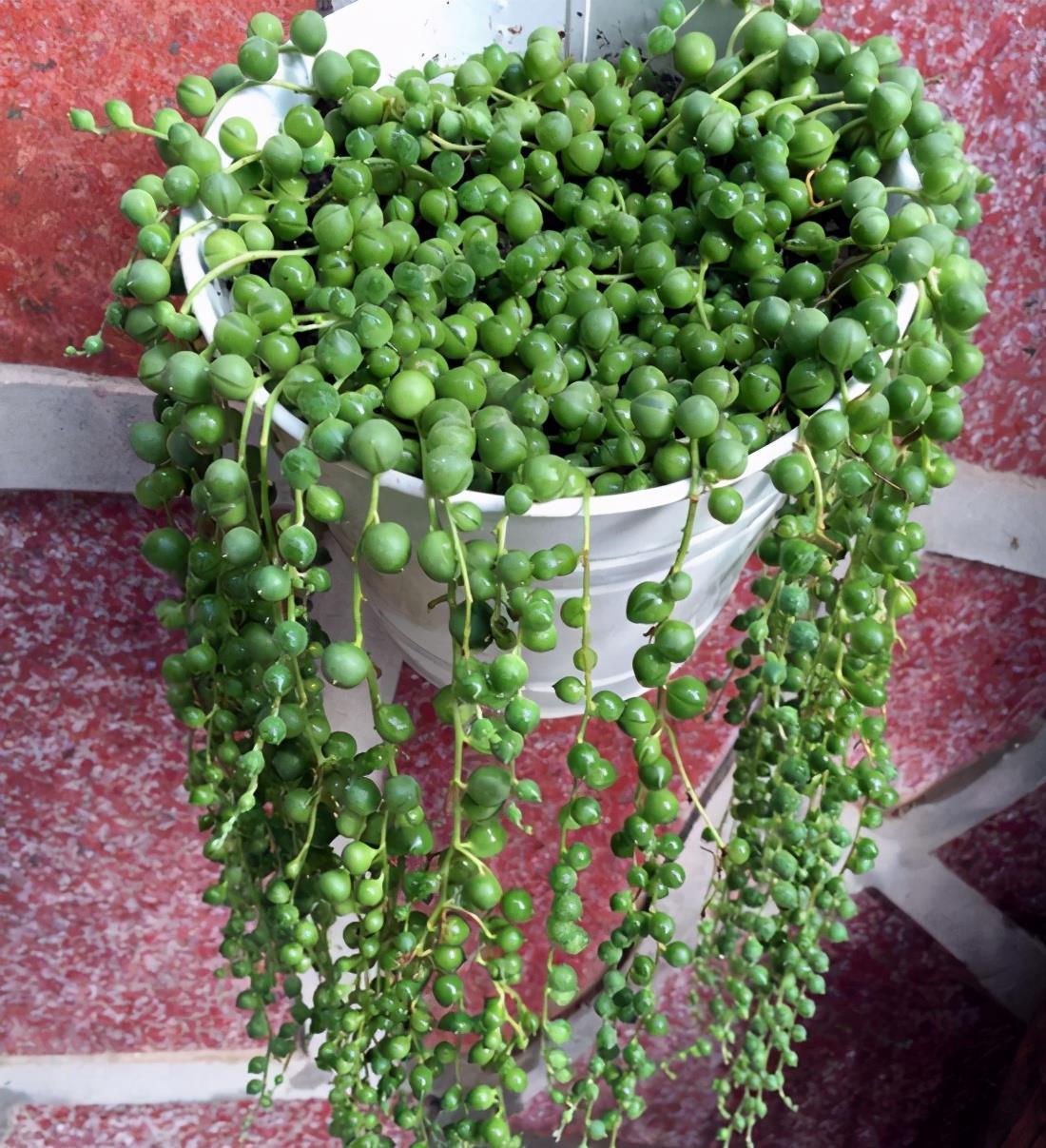 阿福花科|多肉大部分怕水,喜欢水的多肉,你养过吗?