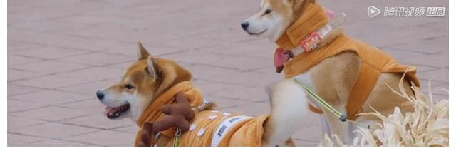 還沒等《向往6》播出，黃磊就回應(yīng)了《五哈2》中彭昱暢的“嘚瑟”