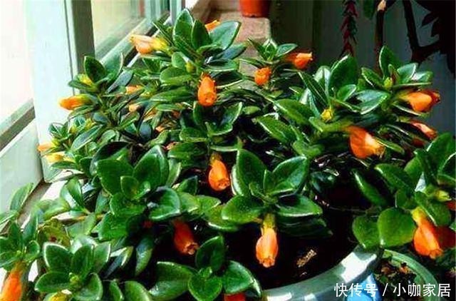 牢记|冬天养金鱼吊兰,“3喜1怕”要牢记,学会了叶子翠绿花满枝头