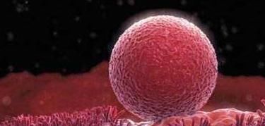 胎儿|若你怀孕时,“胎盘低”的原因是什么?对胎儿有什么影响吗?