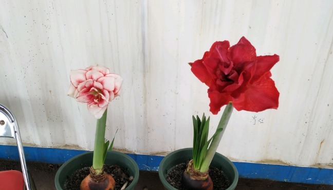 朱顶红|朱顶红开完花不能剪,施点肥水,一年爆出好多球!