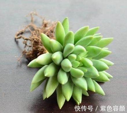 养不好多肉应该是踩了这6坑，怪不得肉肉不是养残就是黑腐烂根