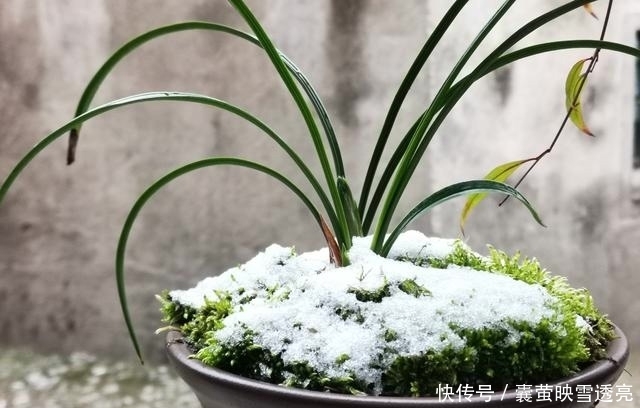  诀窍|兰花下雪怎么养？诀窍并不难，两勤和一懒