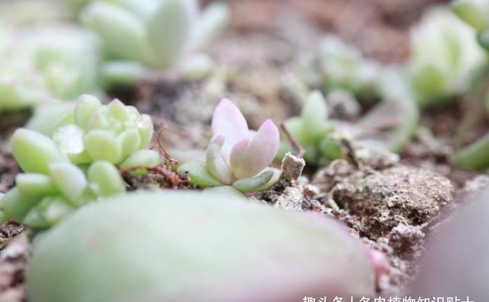 多肉大叔的叶插秘籍,掌握这4点,再也不愁阳台摆不满