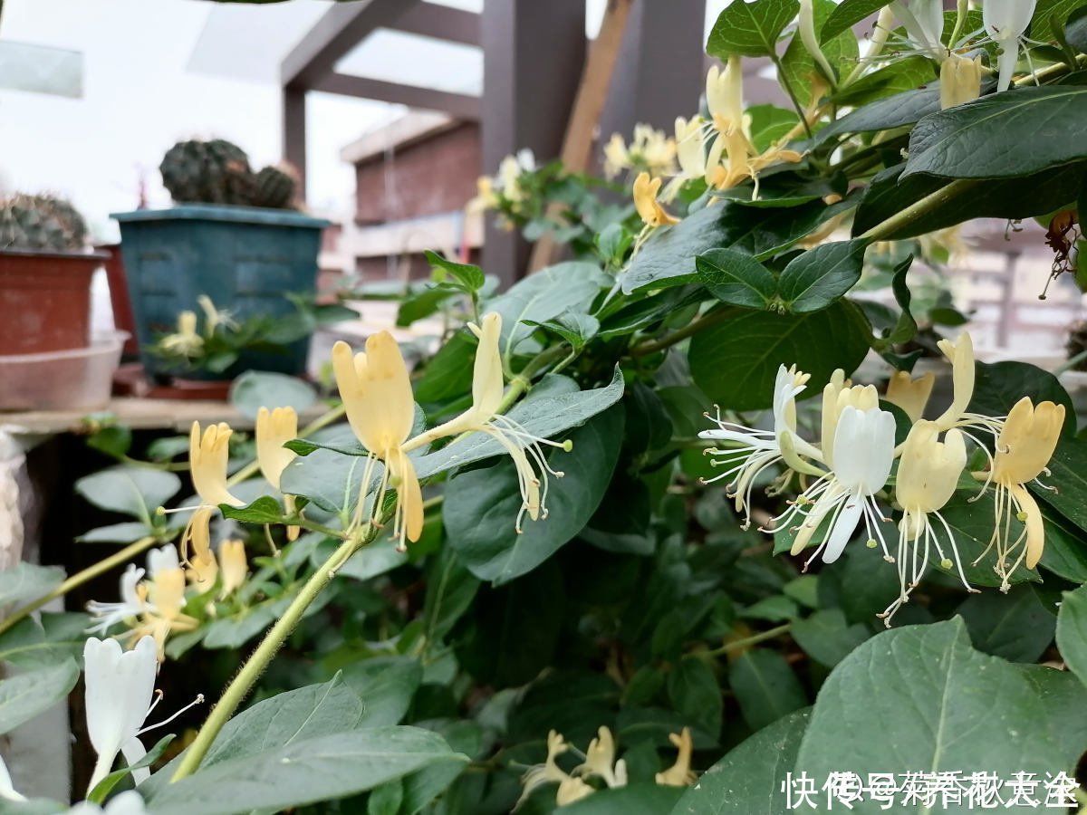 平阴|老中医爱养的4种花，堪称植物“百宝箱”，养人养身心