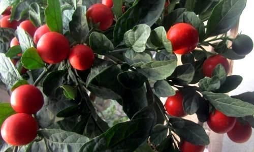 家里种此个果树,养眼好打理,全株都能药用,观赏价值极强