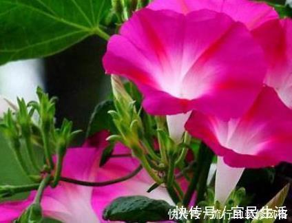 土壤|院子里最适合养的三种花,好看又耐活,长成大花墙美极了