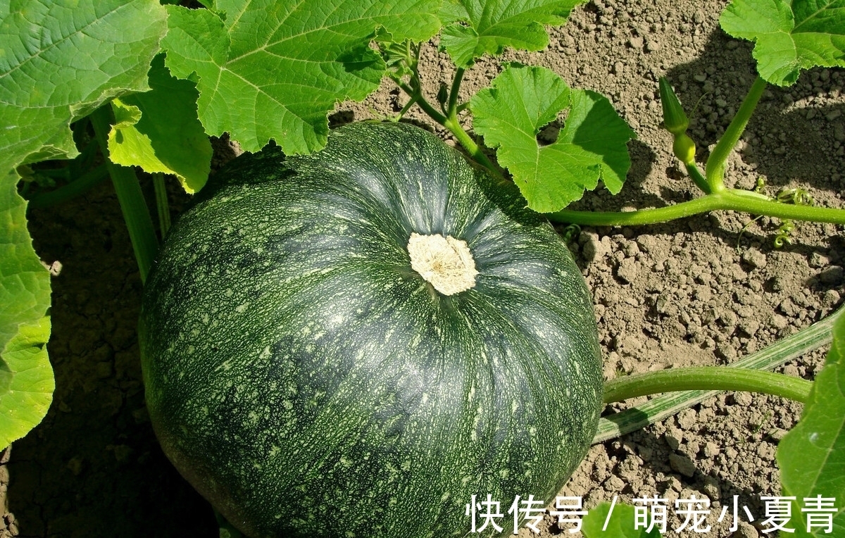 食用|8月7日立秋后多食用这“六宝”，“秋老虎”不打扰，一家老少身体好