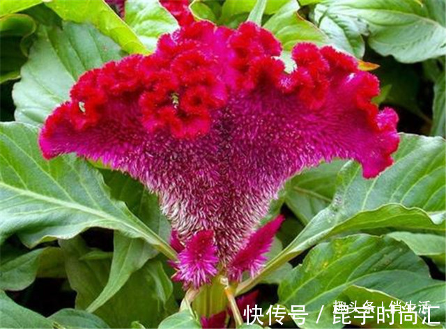 第一次养花，就养一些“开花精品”鸡冠花，造型奇特，绚丽多彩