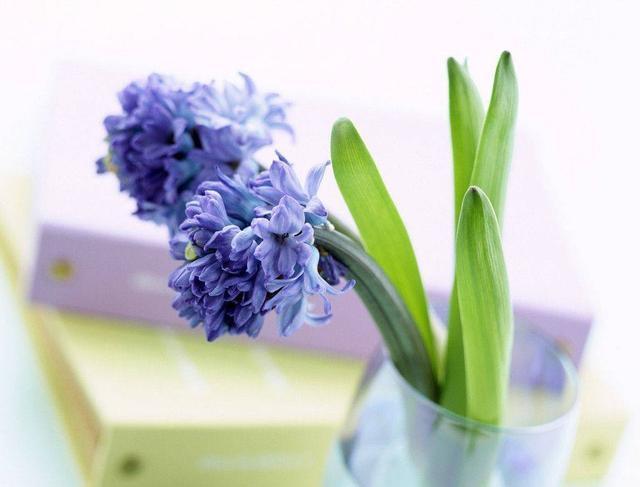 长长“蓝莓”挂枝头,晒晒太阳开出满枝花,原来它是风信子