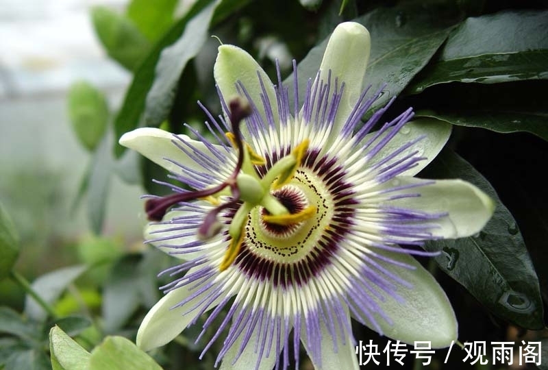 此花朝开幕落奇特无比，早上开晚上闭同开同谢，是富贵之花