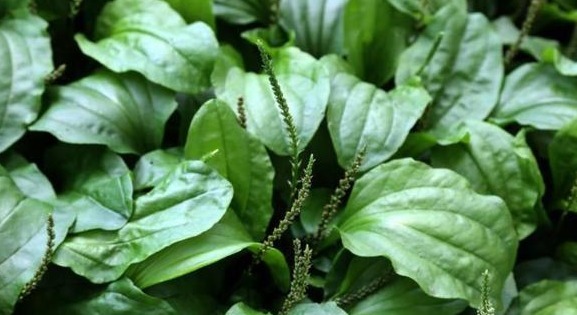 车前草|农村野生“尿床草”，过去“救命”现在治病，老人喜欢用来泡茶