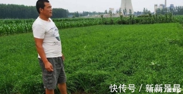 韭菜越长越细只是营养不足?看看下文,你就可以找到解决办法