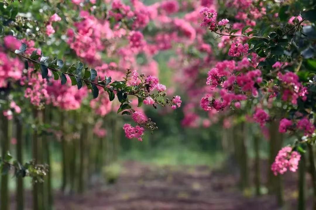 花花花花花~且看公园城市的“花月令”