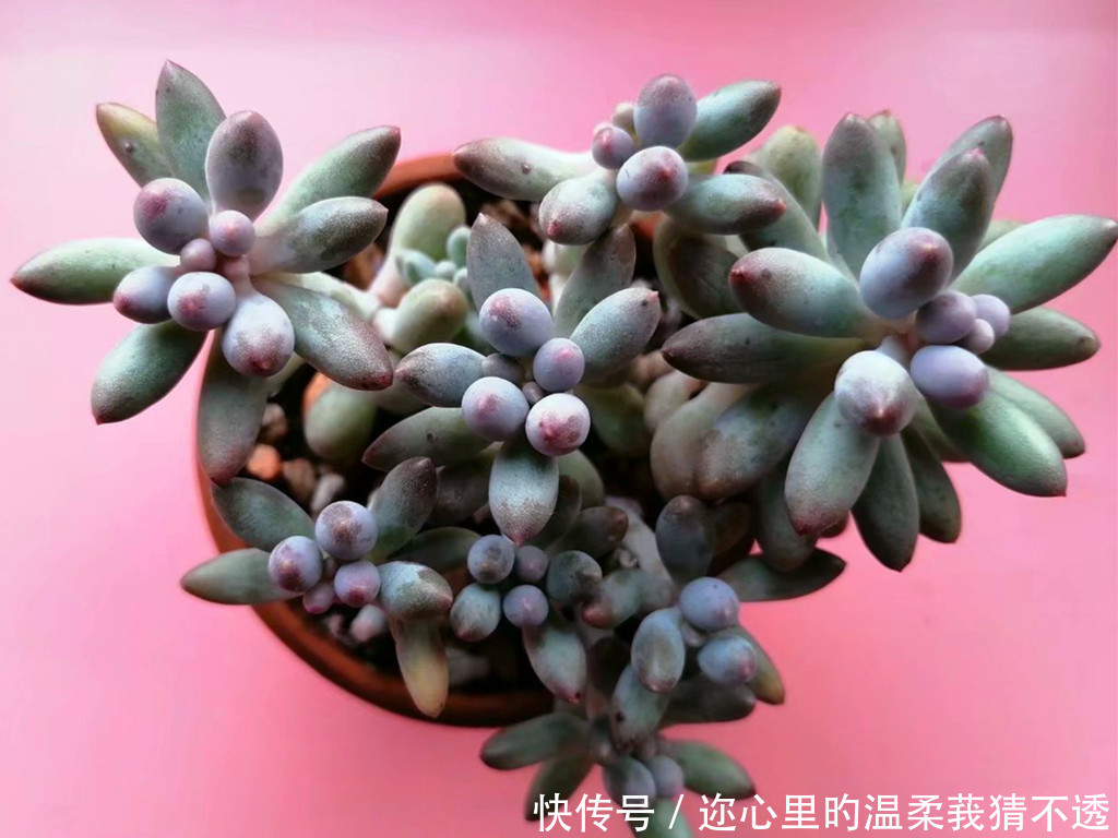 养多肉经常走进的3个误区,大胆走出来,你的多肉会越来越美