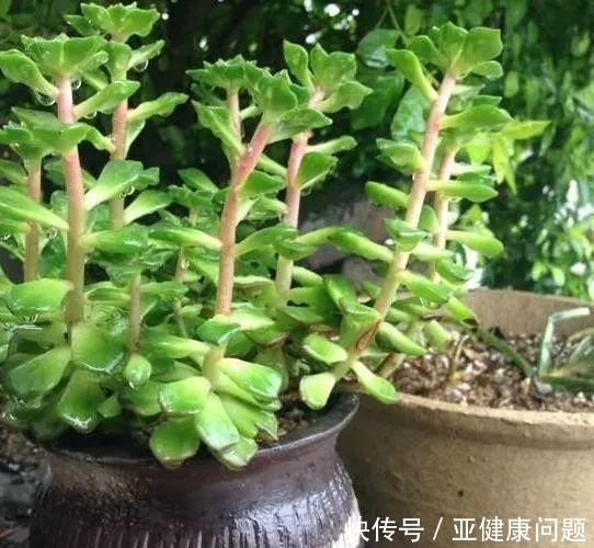 多肉徒长的“3个秘密”,这3点“不要做”,不徒长,不摊大饼!