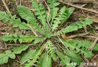 野菜|提个醒农村路边若碰到此野菜,随手摘回家,作用非常大,了解下