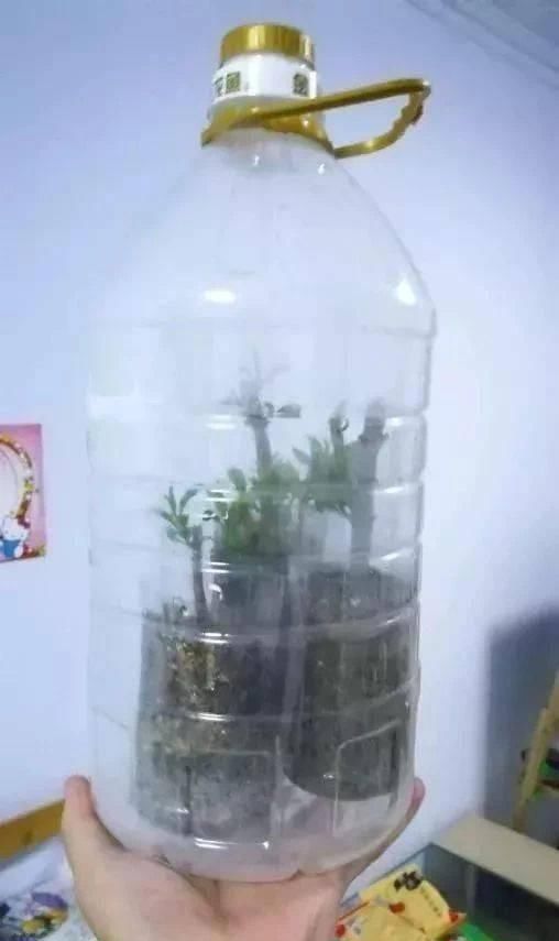  做芽苗菜|家里的塑料油桶别扔，有3个“妙用”，种菜效率高，扦插生根快