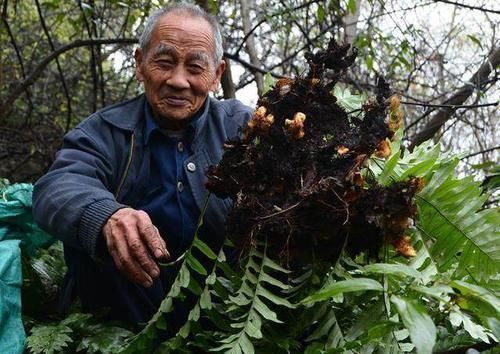 飞天鼠|农村长在岩石上的“飞天鼠”，号称“骨碎补”，接骨续筋棒棒的