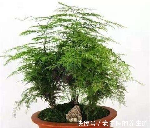 浇水|养好文竹,3个步骤,爆芽不停,郁郁葱葱猛蹿个!