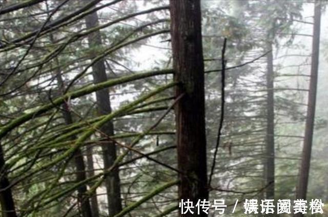 摩天大树#地球上5棵摩天大树,一棵比云层还高8英尺,我国这棵被叫望天树