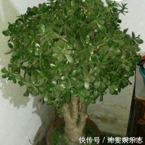 此花被称作“厚脸皮树”,殊不知,它旺宅还养人,能当“传家宝”