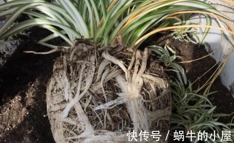 花卉|秋季养花换盆土：从准备到服盆，期间该注意哪些细节？