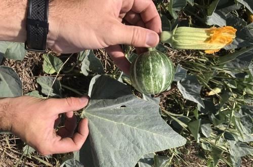 最早的南瓜长什么样?虽然只有1万年,但已经和餐桌上的完全不同