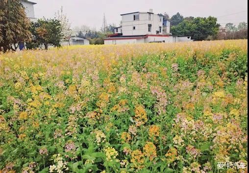 平阳怀溪七彩油菜