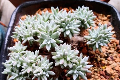 盆儿|有没有喜欢多肉植物,但养啥死啥,最后只剩下一堆盆儿的人?