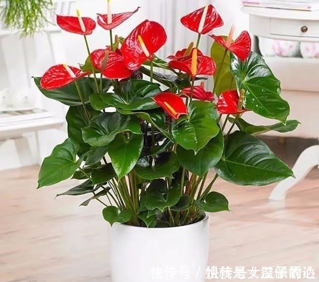 五忌|养花有“六戒”、“五忌”,难怪你的花总养不好,原来是犯了忌讳!