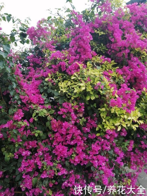 要想三角梅长得旺，光照温度缺一不可，开成花瀑布不是问题