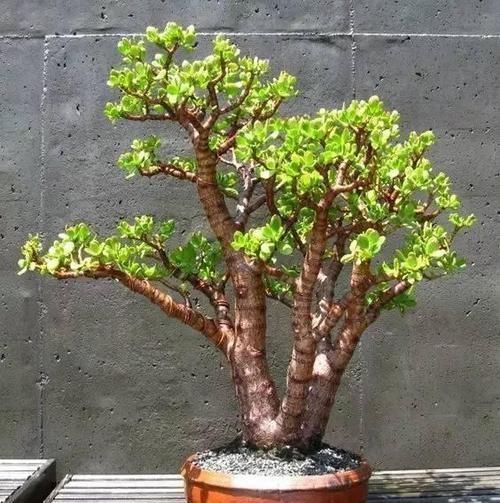 盆栽|养3种树,越老越值钱,5年变老桩,盆盆都值2000元以上