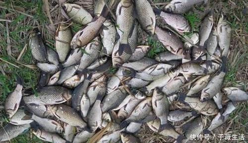 灰面|钓鱼必杀技:盘点民间这些用饵“野路子”,大鲫连竿的秘密绝招!