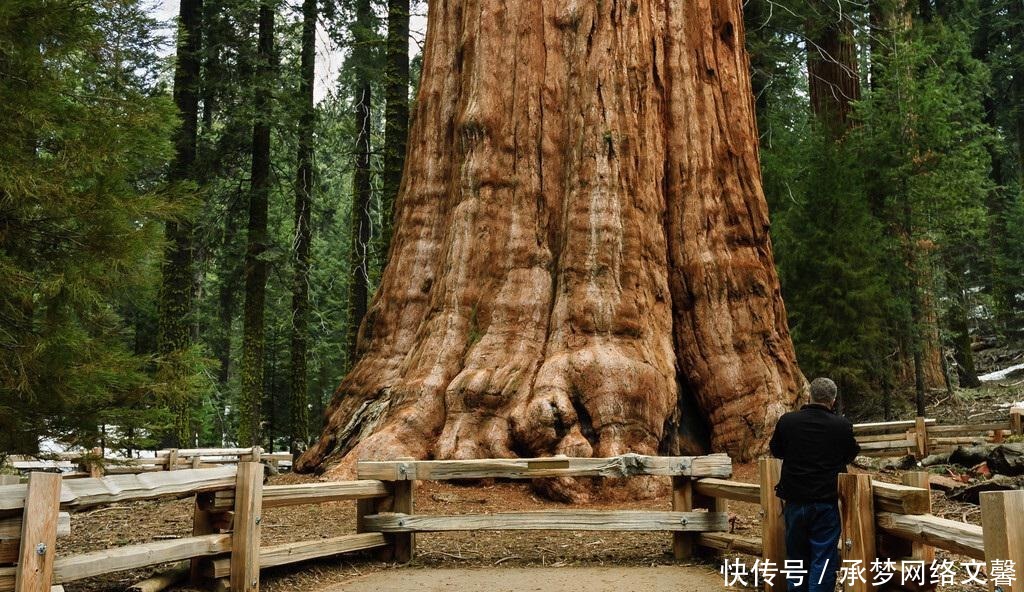 树木|“单体最大的树”在哪儿？重量超2800吨，发芽时中国还在商朝