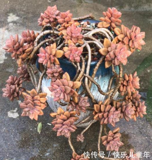 喜欢老桩多肉就养这3盆,皮实好养长势旺,养2年长成群生小老桩