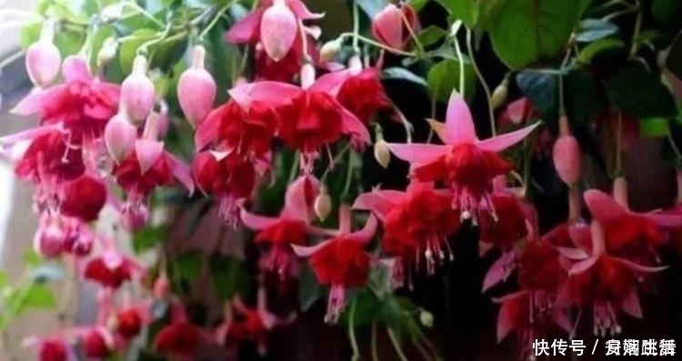 满天星|4种花超漂亮,家里养一盆,满屋飘香,养庭院,十里飘香