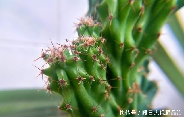 这种多肉植物不能太“小心”伺候,否则肉质茎容易腐烂哦