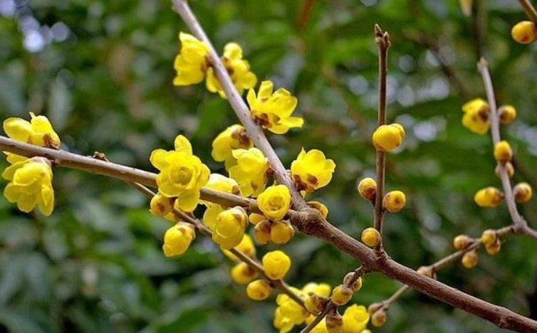 5种花冬天再冷也不怕,年前搬进室内,过年就开花,喜庆又漂亮!