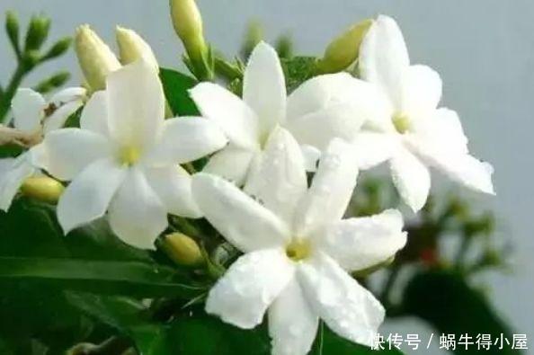 清明前后,不能错过的4种招财花,不用管理也能长得旺,开花不断