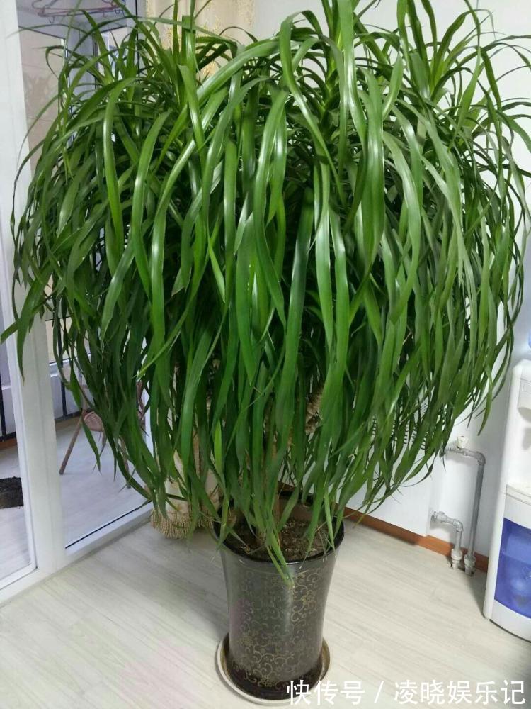 7种漂亮花,寿命长,颜值高,好养活,客厅养一盆,活了几十年