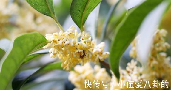 水果|我要减肥,只吃水果,可以瘦成一道闪电吗?