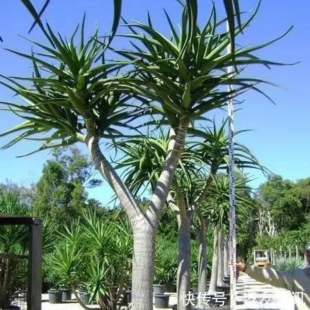 养芦荟,“脾气”爆,一言不合爆满小崽,砍掉小芽变“大树”