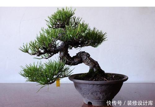 值钱|6种漂亮花，不仅外形美，还越养越值钱，富贵人家都爱养！