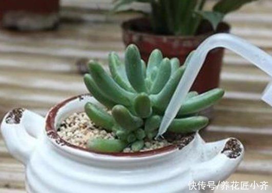 肥料|想要养好多肉,不要盲目“做傻事”,新手要避免掉,就能少踩坑