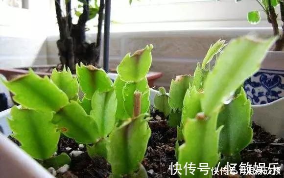 枝条|养花爱好者看过来这15种花现在“扦插”,生根快,一个周就长芽